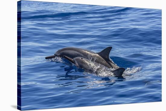 Hawaiian Spinner Dolphins (Stenella Longirostris)-Michael Nolan-Stretched Canvas