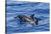 Hawaiian Spinner Dolphins (Stenella Longirostris)-Michael Nolan-Stretched Canvas