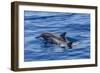 Hawaiian Spinner Dolphins (Stenella Longirostris)-Michael Nolan-Framed Photographic Print