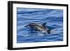 Hawaiian Spinner Dolphins (Stenella Longirostris)-Michael Nolan-Framed Photographic Print