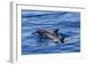 Hawaiian Spinner Dolphins (Stenella Longirostris)-Michael Nolan-Framed Photographic Print