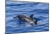 Hawaiian Spinner Dolphins (Stenella Longirostris)-Michael Nolan-Mounted Photographic Print