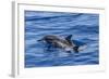 Hawaiian Spinner Dolphins (Stenella Longirostris)-Michael Nolan-Framed Photographic Print