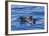 Hawaiian Spinner Dolphins (Stenella Longirostris)-Michael Nolan-Framed Photographic Print