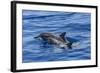 Hawaiian Spinner Dolphins (Stenella Longirostris)-Michael Nolan-Framed Photographic Print