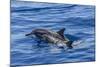 Hawaiian Spinner Dolphins (Stenella Longirostris)-Michael Nolan-Mounted Photographic Print