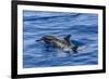 Hawaiian Spinner Dolphins (Stenella Longirostris)-Michael Nolan-Framed Photographic Print