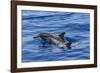 Hawaiian Spinner Dolphins (Stenella Longirostris)-Michael Nolan-Framed Photographic Print