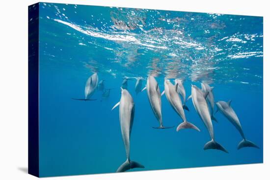 Hawaiian Spinner Dolphins (Stenella Longirostris)-Michael Nolan-Stretched Canvas