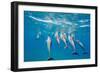 Hawaiian Spinner Dolphins (Stenella Longirostris)-Michael Nolan-Framed Photographic Print