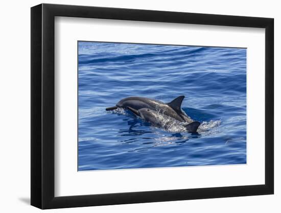 Hawaiian Spinner Dolphins (Stenella Longirostris)-Michael Nolan-Framed Photographic Print