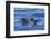 Hawaiian Spinner Dolphins (Stenella Longirostris)-Michael Nolan-Framed Photographic Print