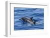 Hawaiian Spinner Dolphins (Stenella Longirostris)-Michael Nolan-Framed Photographic Print