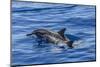 Hawaiian Spinner Dolphins (Stenella Longirostris)-Michael Nolan-Mounted Photographic Print