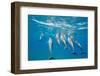 Hawaiian Spinner Dolphins (Stenella Longirostris)-Michael Nolan-Framed Photographic Print