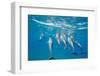 Hawaiian Spinner Dolphins (Stenella Longirostris)-Michael Nolan-Framed Photographic Print