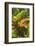 Hawaiian Tropical Botanical Gardens, near Hilo, Big Island, Hawaii, USA-Stuart Westmorland-Framed Photographic Print