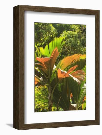 Hawaiian Tropical Botanical Gardens, near Hilo, Big Island, Hawaii, USA-Stuart Westmorland-Framed Photographic Print