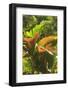 Hawaiian Tropical Botanical Gardens, near Hilo, Big Island, Hawaii, USA-Stuart Westmorland-Framed Photographic Print