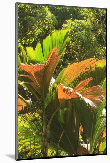 Hawaiian Tropical Botanical Gardens, near Hilo, Big Island, Hawaii, USA-Stuart Westmorland-Mounted Photographic Print