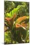 Hawaiian Tropical Botanical Gardens, near Hilo, Big Island, Hawaii, USA-Stuart Westmorland-Mounted Photographic Print