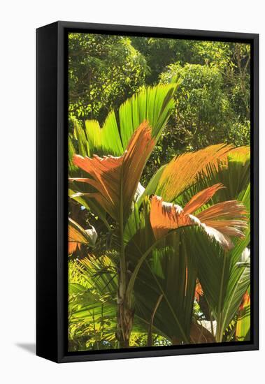 Hawaiian Tropical Botanical Gardens, near Hilo, Big Island, Hawaii, USA-Stuart Westmorland-Framed Stretched Canvas