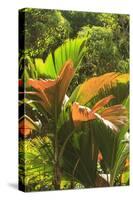 Hawaiian Tropical Botanical Gardens, near Hilo, Big Island, Hawaii, USA-Stuart Westmorland-Stretched Canvas