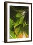 Hawaiian Tropical Botanical Gardens, near Hilo, Big Island, Hawaii, USA-Stuart Westmorland-Framed Photographic Print