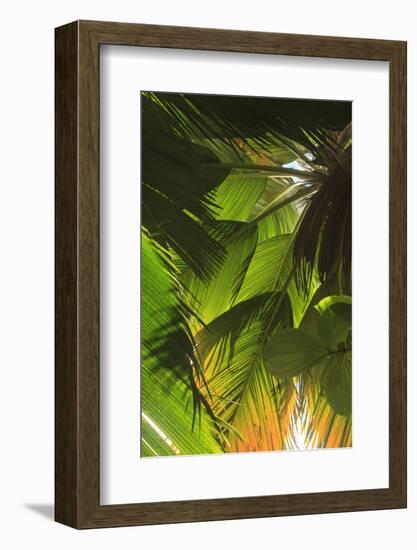 Hawaiian Tropical Botanical Gardens, near Hilo, Big Island, Hawaii, USA-Stuart Westmorland-Framed Photographic Print