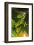 Hawaiian Tropical Botanical Gardens, near Hilo, Big Island, Hawaii, USA-Stuart Westmorland-Framed Photographic Print