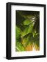 Hawaiian Tropical Botanical Gardens, near Hilo, Big Island, Hawaii, USA-Stuart Westmorland-Framed Photographic Print