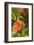 Hawaiian Tropical Botanical Gardens, near Hilo, Big Island, Hawaii, USA-Stuart Westmorland-Framed Photographic Print