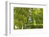 Hawaiian Tropical Botanical Gardens, near Hilo, Big Island, Hawaii, USA-Stuart Westmorland-Framed Photographic Print