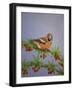 Hawfinch, 2016-Pat Scott-Framed Giclee Print