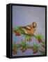 Hawfinch, 2016-Pat Scott-Framed Stretched Canvas