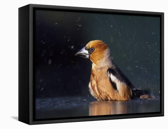 Hawfinch (Coccothraustes Coccothraustes) Bathing, Pusztaszer, Hungary, May 2008-Varesvuo-Framed Stretched Canvas