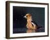 Hawfinch (Coccothraustes Coccothraustes) Bathing, Pusztaszer, Hungary, May 2008-Varesvuo-Framed Photographic Print