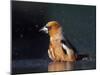 Hawfinch (Coccothraustes Coccothraustes) Bathing, Pusztaszer, Hungary, May 2008-Varesvuo-Mounted Photographic Print