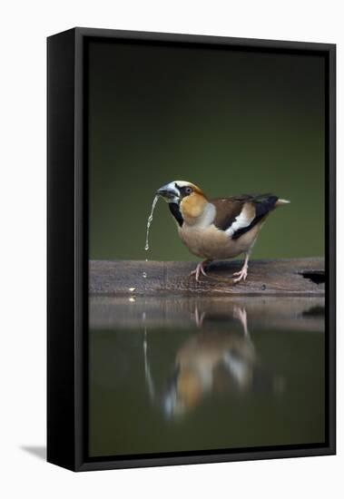 Hawfinch (Coccothraustes Coccothraustes) Drinking, Pusztaszer, Hungary, May 2008-Varesvuo-Framed Stretched Canvas