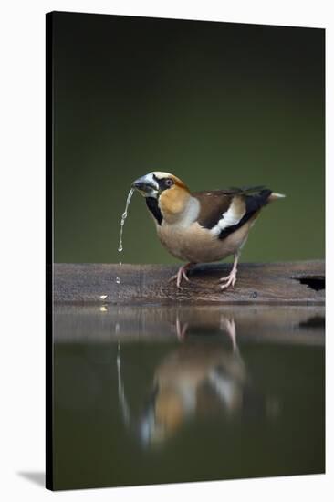 Hawfinch (Coccothraustes Coccothraustes) Drinking, Pusztaszer, Hungary, May 2008-Varesvuo-Stretched Canvas