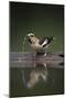 Hawfinch (Coccothraustes Coccothraustes) Drinking, Pusztaszer, Hungary, May 2008-Varesvuo-Mounted Photographic Print