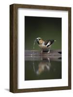 Hawfinch (Coccothraustes Coccothraustes) Drinking, Pusztaszer, Hungary, May 2008-Varesvuo-Framed Photographic Print