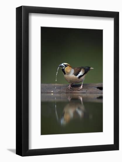 Hawfinch (Coccothraustes Coccothraustes) Drinking, Pusztaszer, Hungary, May 2008-Varesvuo-Framed Photographic Print