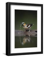 Hawfinch (Coccothraustes Coccothraustes) Drinking, Pusztaszer, Hungary, May 2008-Varesvuo-Framed Photographic Print