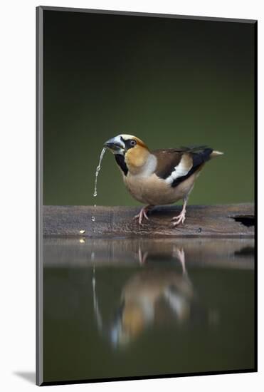 Hawfinch (Coccothraustes Coccothraustes) Drinking, Pusztaszer, Hungary, May 2008-Varesvuo-Mounted Photographic Print