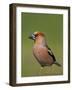 Hawfinch (Coccothraustes Coccothraustes) Male at Water, Pusztaszer, Hungary, May 2008-Varesvuo-Framed Photographic Print