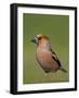 Hawfinch (Coccothraustes Coccothraustes) Male at Water, Pusztaszer, Hungary, May 2008-Varesvuo-Framed Photographic Print