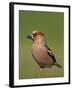 Hawfinch (Coccothraustes Coccothraustes) Male at Water, Pusztaszer, Hungary, May 2008-Varesvuo-Framed Photographic Print