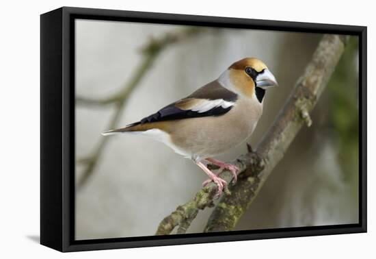 Hawfinch Male in Garden Searching for Food in Winter-null-Framed Stretched Canvas