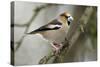 Hawfinch Male in Garden Searching for Food in Winter-null-Stretched Canvas